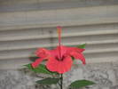 Hibiscus - floare 27.06