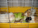 porumbel nou 024