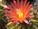 Parodia