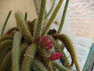 Aporocactus flageliformis
