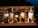 Boxer Puppies Dogs Wallpapers Poze Catei