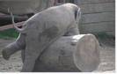 Elephant Playing