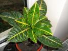 croton