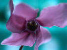 Floare 2