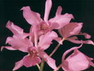 ORCHID