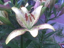 Imag029