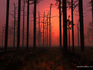 Sunset Fog