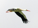 storch_01