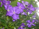 DSCI0456