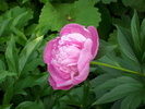 DSCI0696