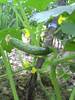 PICT0079