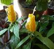 Pachystachys lutea (Spicul auriu sau Planta de zahar ars))