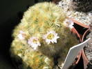 Mammillaria carmenae - 29.04