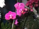 Picture 043