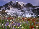 Spectacular Wildflowers, Mount Rainer National Park, Washington