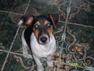 JACK RUSSELL 003