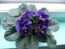 clasica violeta mov