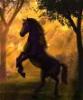 Avatare_cu_Cai__Avatare_cu_Animale_4[1]