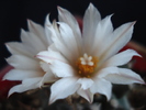 DSC00575
