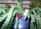 Huernia
