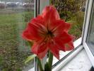 Hippeastrum Lady Jane
