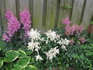 Astilbe 15 iun 2009