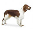 welsh_springer_spaniel