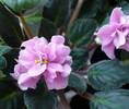 Rose Marie