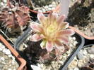 Gymnocalycium mihanovichii v. friedrichii - 09.06