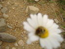 DSCF6088