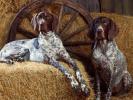 Pointers Wallpapers_ Poze cu caini