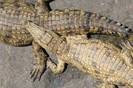 reptile-breeding[1]