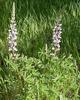 lupin (Lupinus sp.),