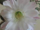 Echinopsis hb -  iulie 2009