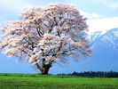 08sakura_koiwai1