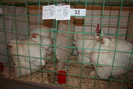 EXPO-PAS Suceava 2009