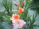 DSC00610