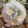 Mammillaria bocasana v. multilanata-flori