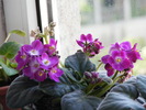 VIOLETA MOV CU ALB