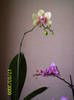 Orhide phale (a doua inflorire) 17 mart 2009 (1)