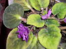 Violete de Parma
