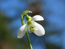 800px-Snowdrop_closeup_2005_01