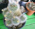 Mammillaria bocasana