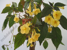 Achimenes Yellow beauty 10