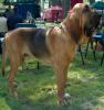 bloodhound1