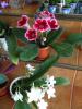 gloxinie si streptocarpus