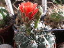 Gymnocalycium baldianum