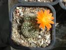 Rebutia sp., Bulgaria.