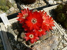 rebutia_schatzliana