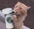 poze-haioase-pisici-cafea